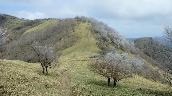 佐々連尾山～まさかの霧氷 | Trekking from Kochi