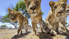 RC camera car meets a pride of lions (22 pics + video), up close and personal with a group of lions, Chris McLennan lion photos, amazing lion pictures