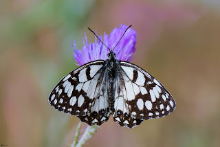 mariposa-medioluto-ines-melanargia-ines-