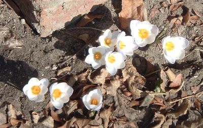 [Photo: Crocus chrysanthus Blue Pearl.]