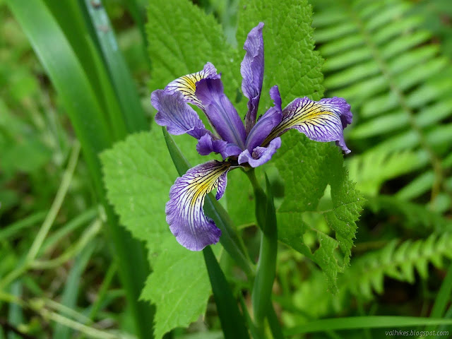 flagrantly beautiful flower