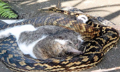 Giant python stops eating a pet cat after a concerned resident paused to take a photograph