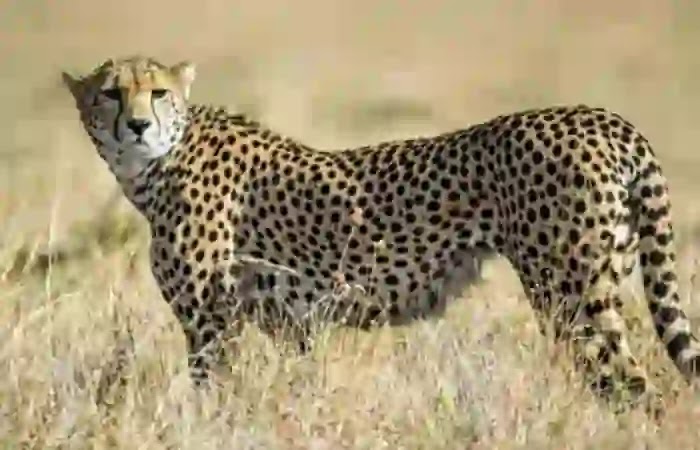 Namibian Cheetah Sasha Dies In Madhya Pradesh From Kidney Disease, Madhya pradesh, News, Dead, Report, Media, National