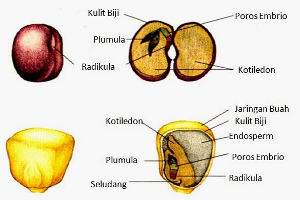 Tabel Perbedaan Struktur  Daun  Dikotil  Dan  Monokotil 