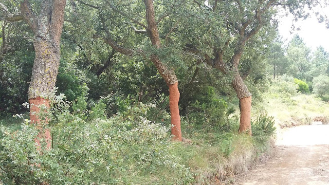 cork trees, photos, wordless wednesday