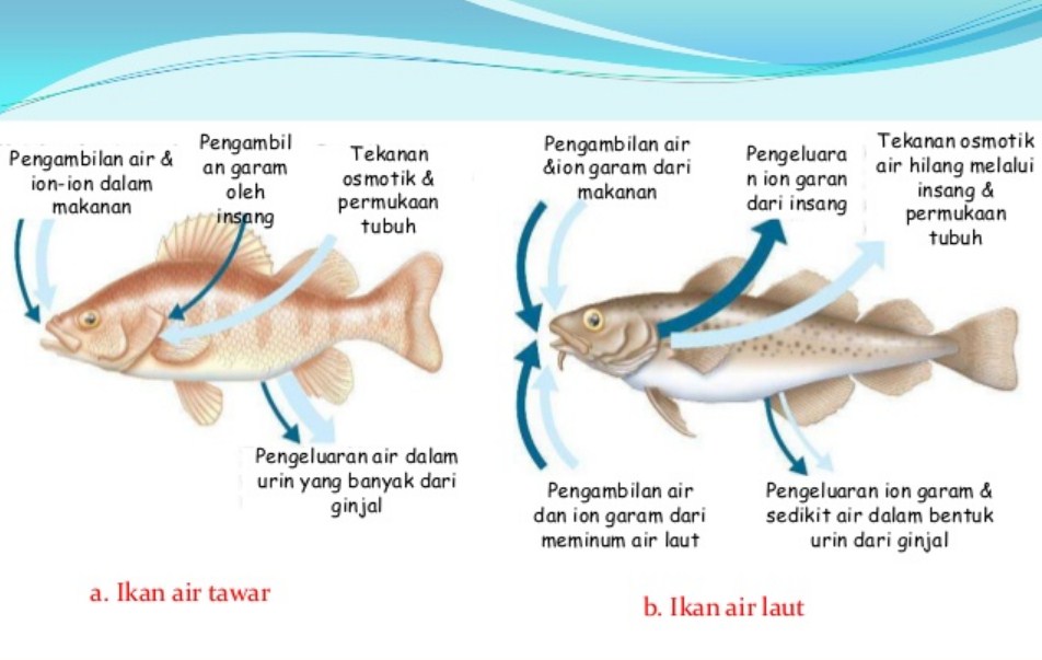  Bagaimana  Cara  Hewan  Tersebut Dalam Mencerna Makanan 