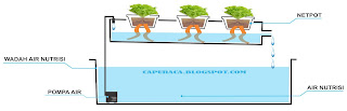 sistem dft hidroponik