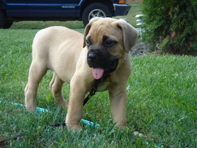 Bull Mastiff