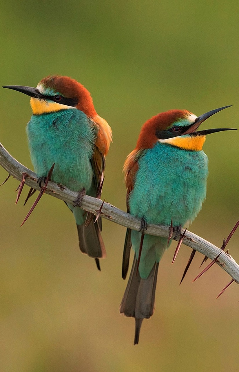 Picture of two colorful bee-eaters.