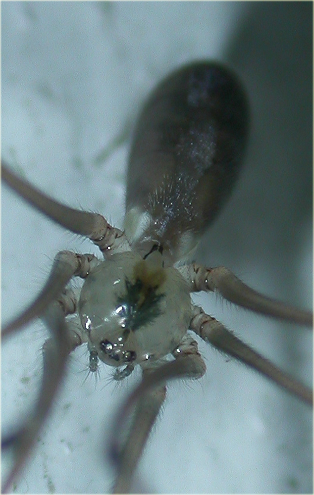 Arachnerds: Daddy Long Legs Spider - Pholcus phalangioides
