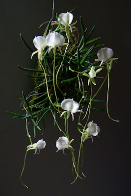 Angraecum scottianum orchid plant care and culture