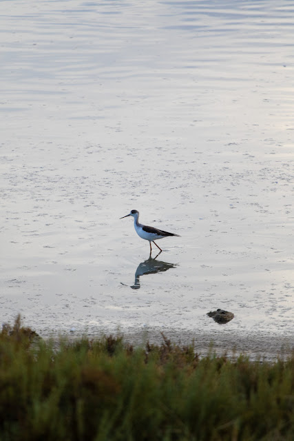 Parco naturale Molentargius-Saline-Cagliari-Cavaliere d'Italia