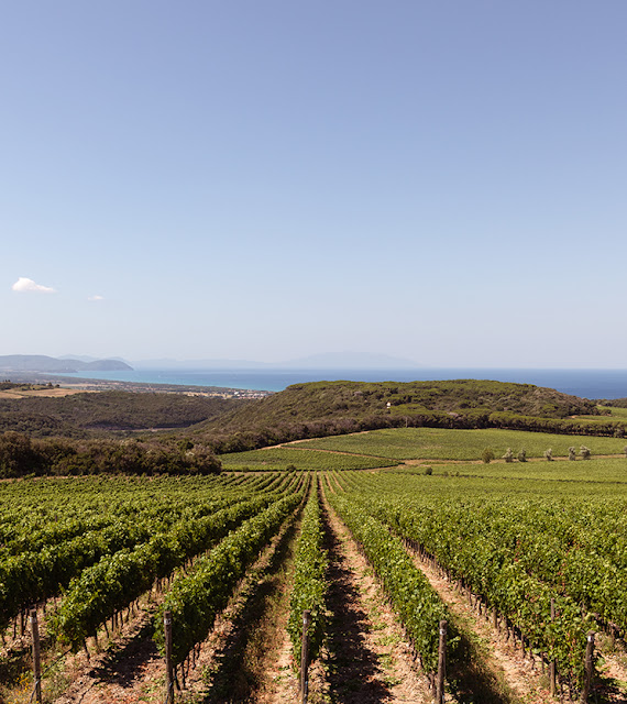 Bolgheri DOC wine region in southern Tuscany