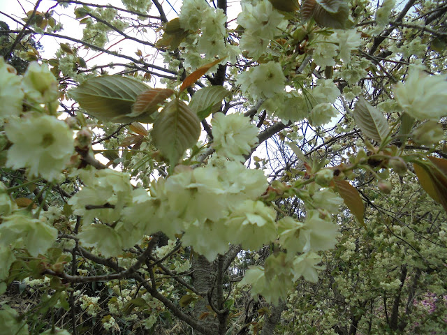 別所川渓流植物園の入り口の牡丹桜