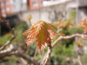 Quercus brotando