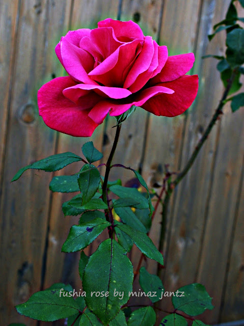 Fushia Rose @ East Vancouver garden