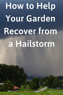 How to Help Your Garden Recover from a Hailstorm