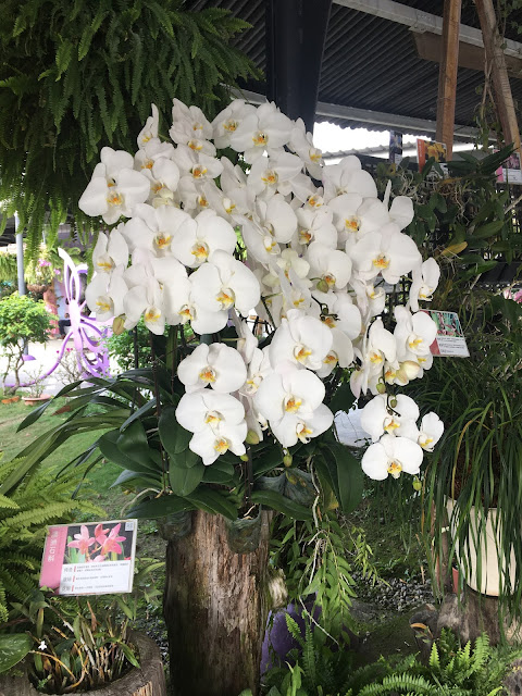 Orchid City 蘭都觀光工廠, Liujia, Tainan, Taiwan