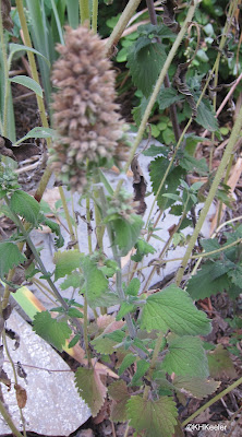 catnip, Nepeta cataria, seed head