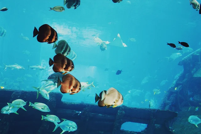 Foto Ikan Dari SEA Aquarium Singapore