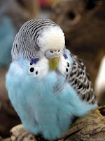 Parakeet Pet Birds