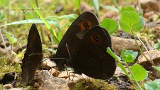 Erebia aethiops DSC147079