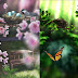 Season Zen HD v1.7: ứng dụng android hình nền động 4 mùa hoa lá cực đẹp
