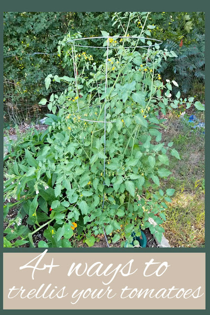 4 ways to train your tomato plants, plus a bonus, use-what-you-have DIY trellis idea.