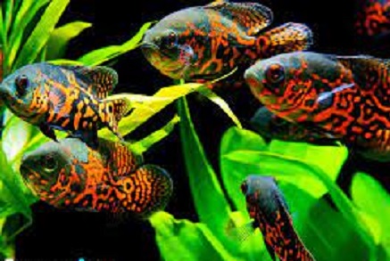 The best food for tiger Oscar fish