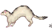 dancingferret