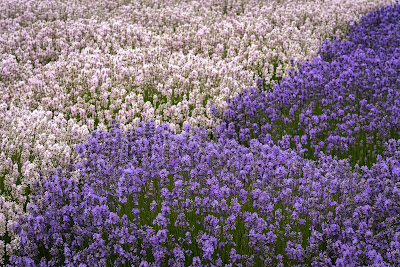 B&B Family Lavender Farm, Sequim