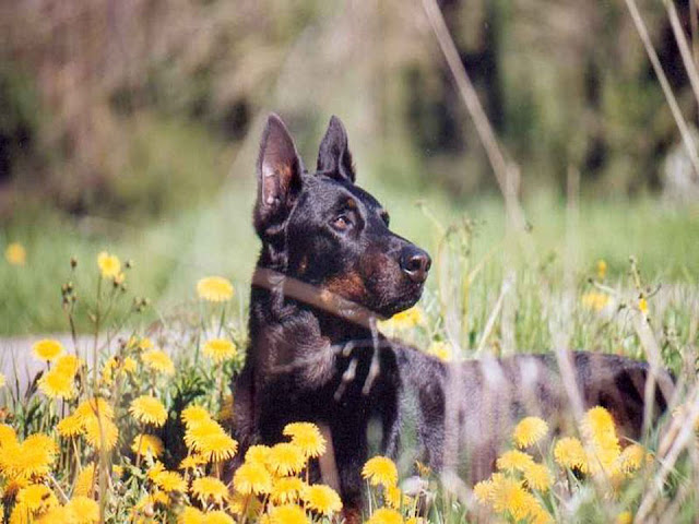 beauceron, beauceron temperament, Rescue Dogs, Herding Dog Breeds, beauceron puppies