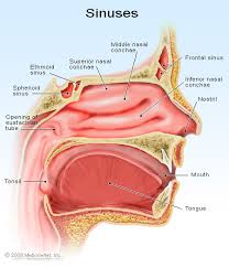 tylenol hypersensitivity and sinus dosage