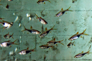 rasbora fish picture