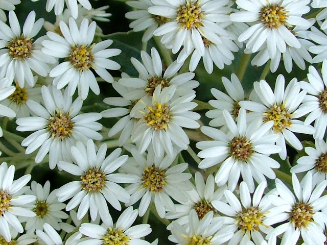 White Flowers