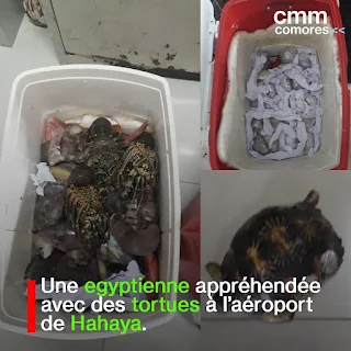 Aéroport de Hahaya : Une passagère arrêtée avec une glacière de tortues