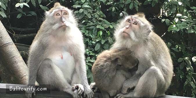 Ubud Monkey Forest, Full Day Ubud and Tanah Lot Temple Tour and see the Sunset