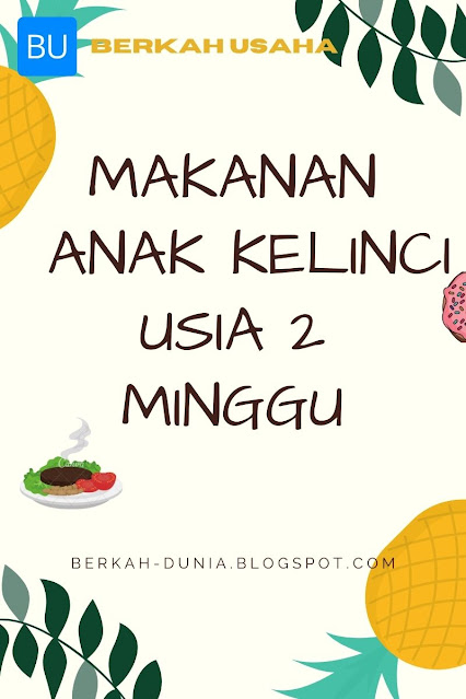 Makanan Anak Kelinci Umur 2 Minggu