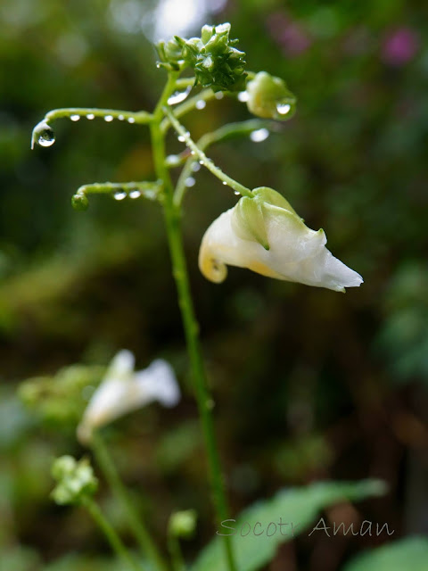 Impatiens textori