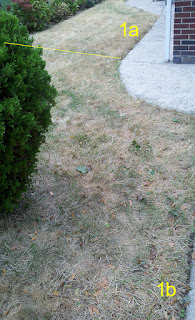 Lawn 1b one week after spraying with BurnOut II