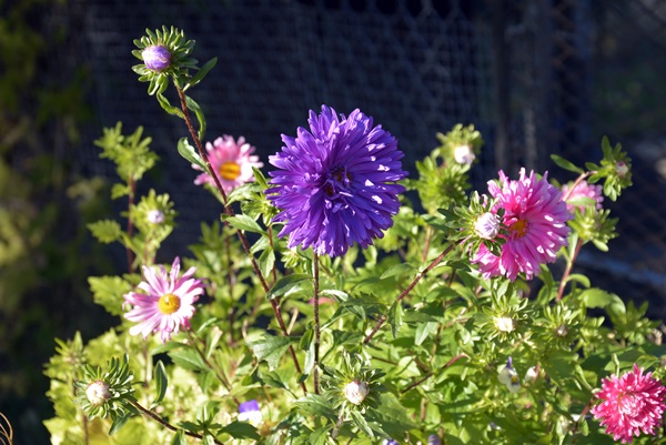 høstblomster