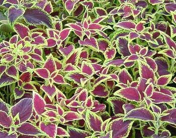 Coleus / Coleus forskohlii