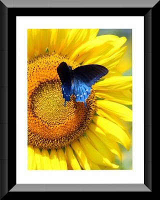 sunflower pictures to print. Sunflower Metallic Print from