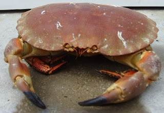 crabe-au-naturel