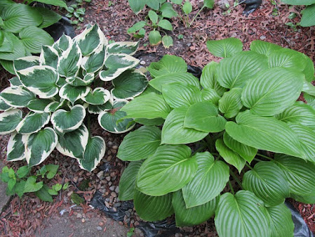 A variegated hosta planted near a solid leaf hosta