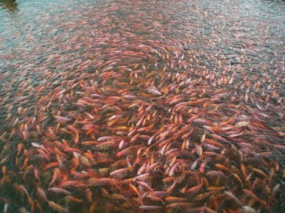 cara budidaya ikan nila Merah,lele,di kolam terpal,gurame,di kolam beton,makanan dan cara budidaya ikan nila merah,