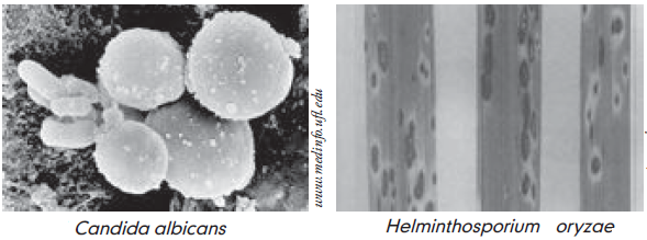  Gambar  Jamur  Basidiomycota Deuteromycota  Gambar  di Rebanas 