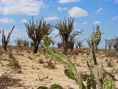 Resultado de imagen de blogspot Vegetación xeròfila cactus