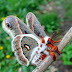 Cecropia Moth