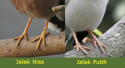 Ketika jalak nias berubah jadi jalak putih